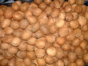 Gallery Cokonut open